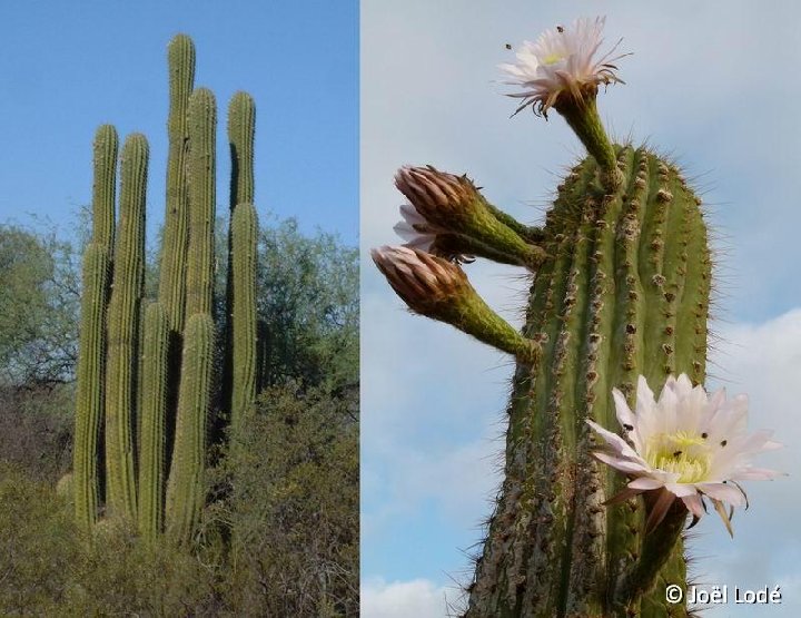 Trichocereus terscheckii, Rio Paganzo, Argentina ©JL